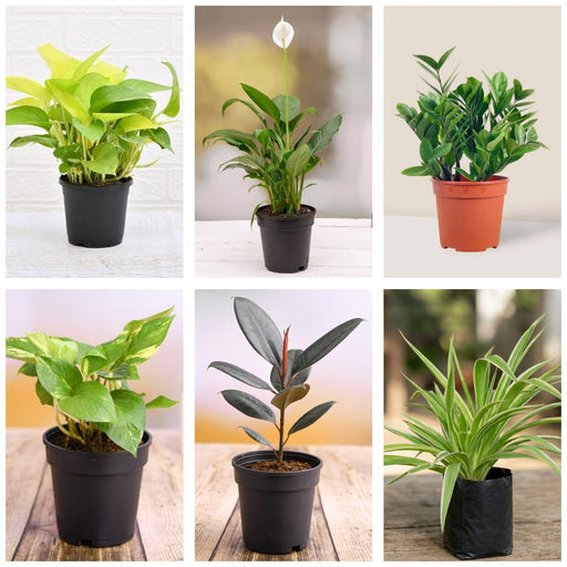 Six Air Purifiers - Set of 6 Air Purifying Plants for Home