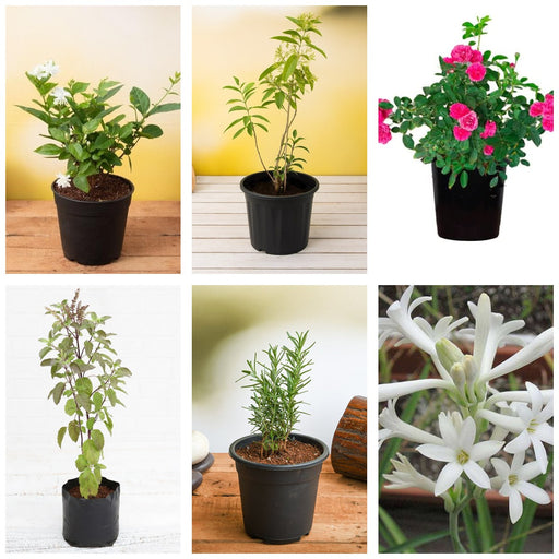 Six Fragrances - Set of 6 Fragrant Plants for Home