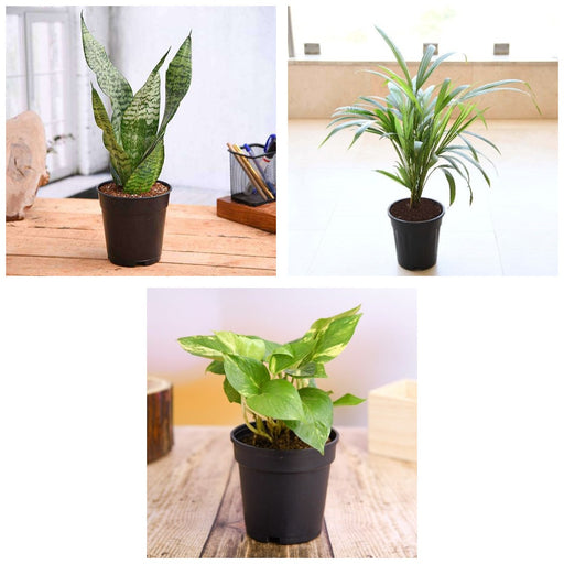 Sleep Well Trio - Set of 3 Bedroom Oxygen Plants