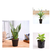 Sleep Well Trio - Set of 3 Bedroom Oxygen Plants