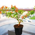 Bougainvillea Orange - 8" Pot