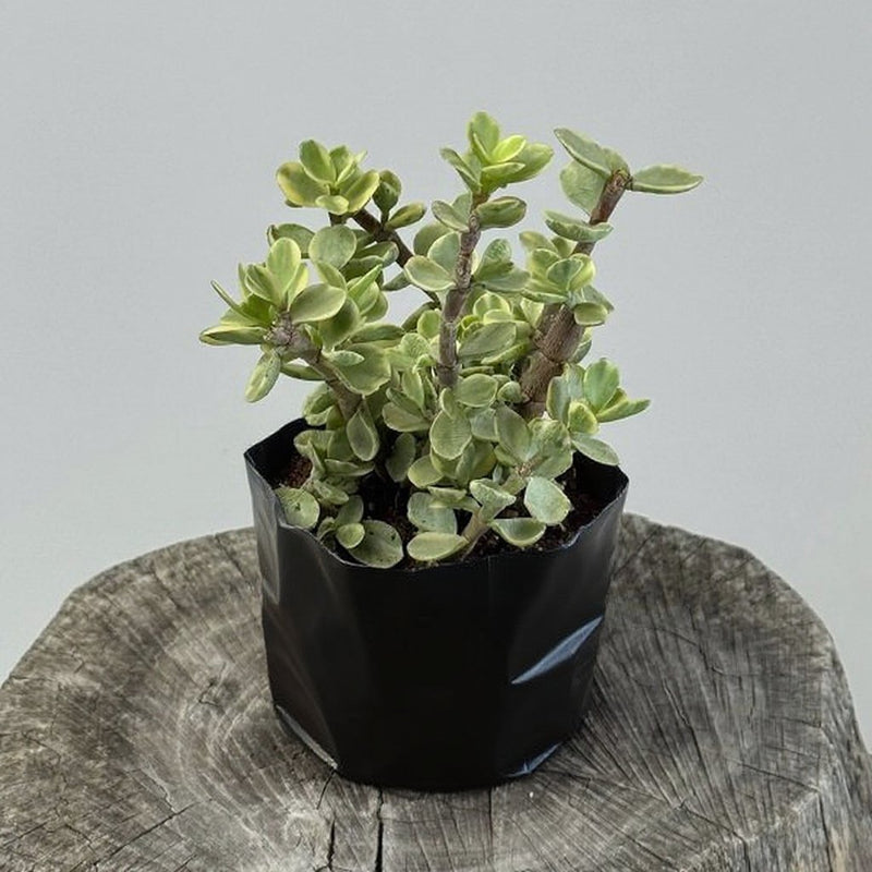 Variegated Jade plant Variegated