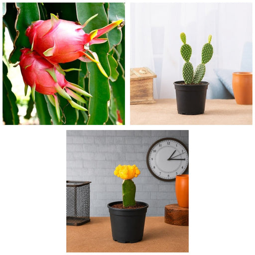 Spiky Three - Set of 3 Cactus Plants