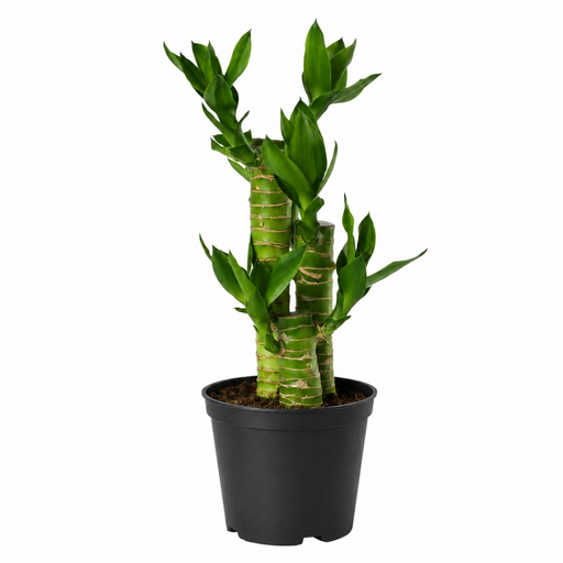 Multidrop Lotus Tiger Sticks - 4" Pot