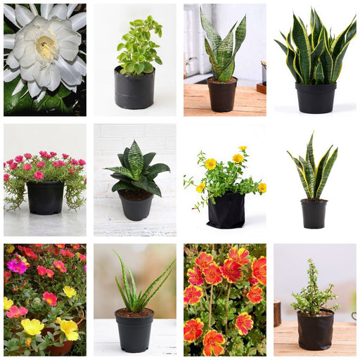 Succulent Dozen - Set of 12 Succulent Plants
