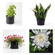 Succulent Six - Set of 6 Succulent Plants