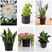 Succulent Six - Set of 6 Succulent Plants