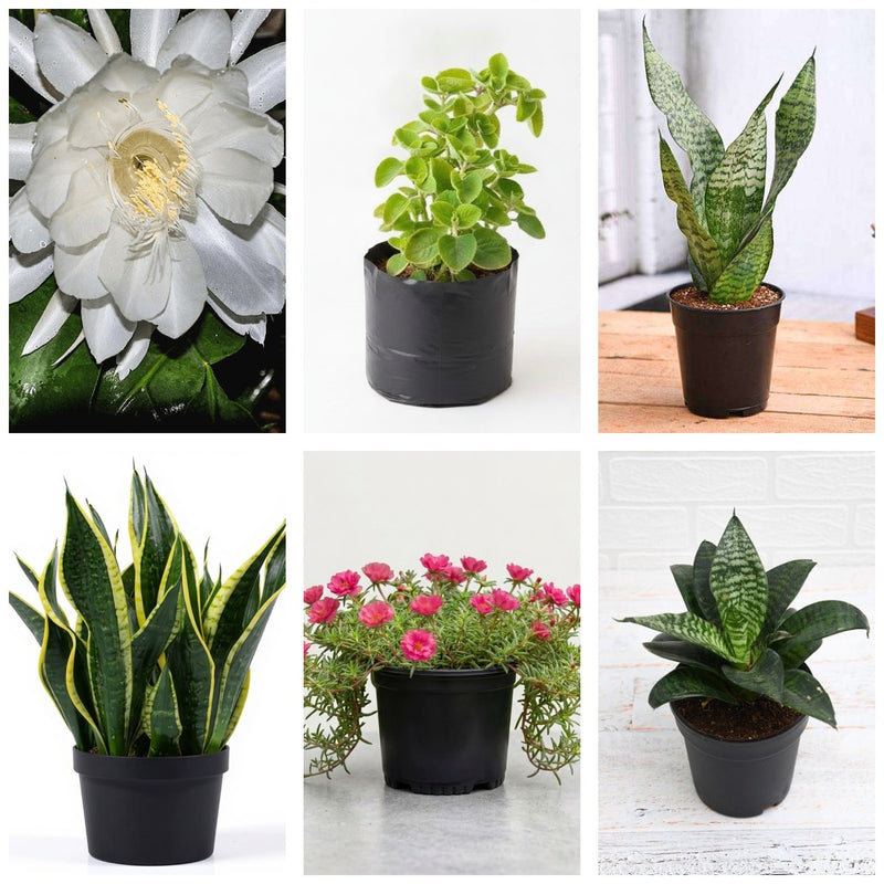 Succulent Six - Set of 6 Succulent Plants