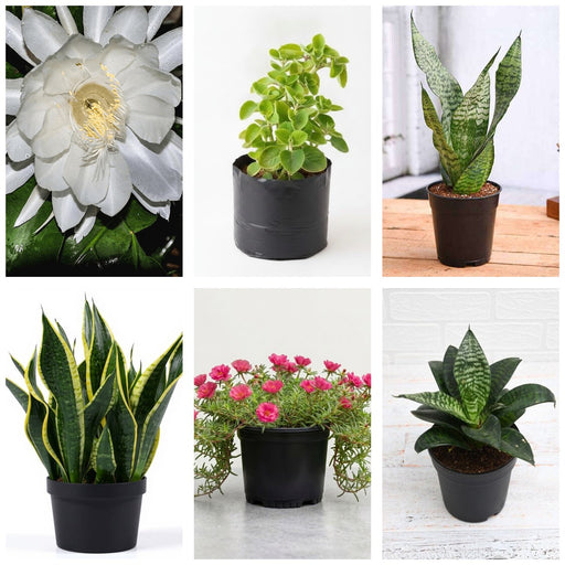 Succulent Six - Set of 6 Succulent Plants