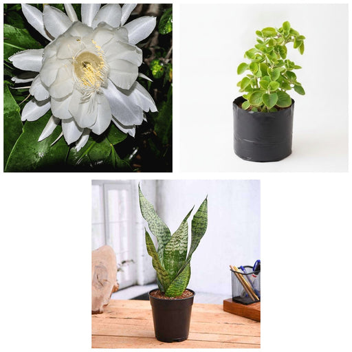 Succulent Three - Set of 3 Succulent Plants