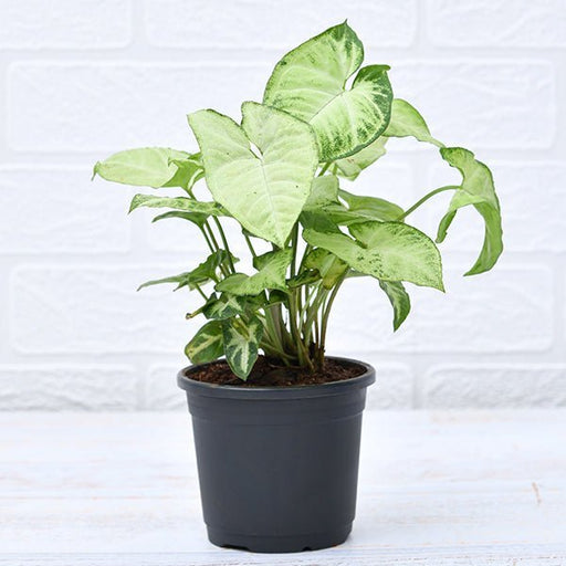 Syngonium Mixed - 4" Pot