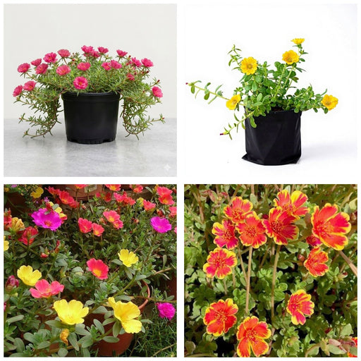 Summer Annuals Four - Set of 4 Summer Annual Flower Plants