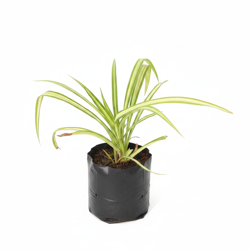 Screw Pine - 6" Grow bag