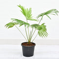 Table Palm - 10" Grow bag