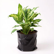 Dieffenbachia Sparkles