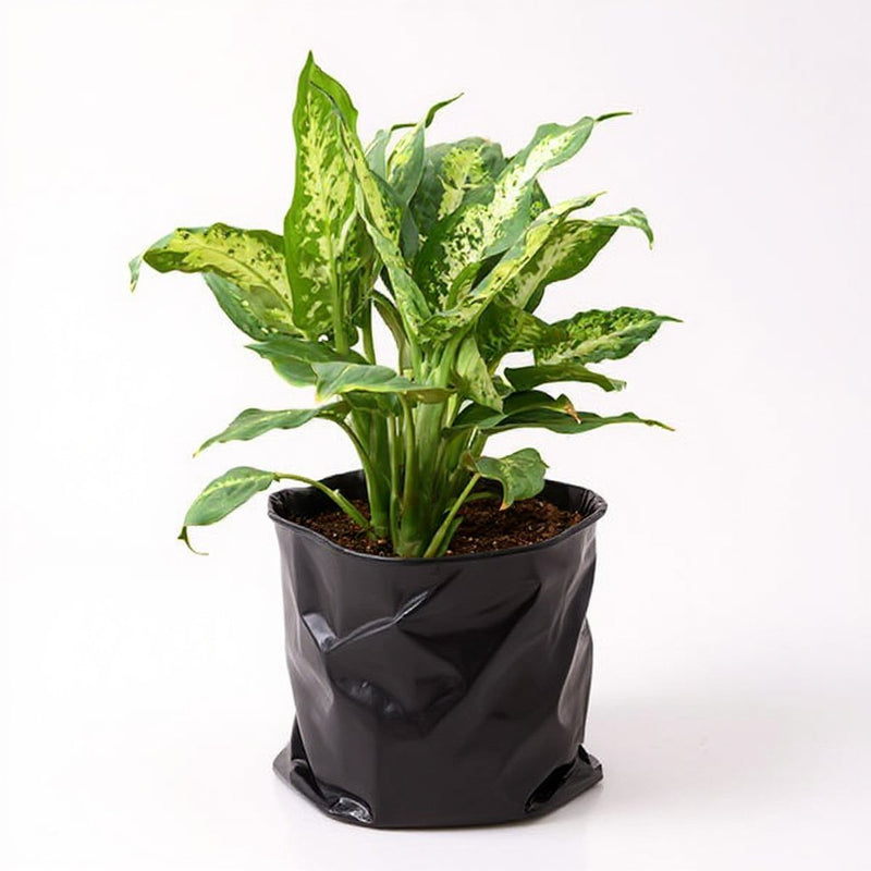 Dieffenbachia Sparkles