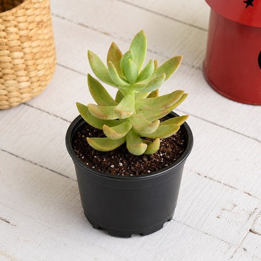 Graptosedum species - 3" Pot