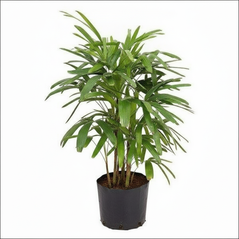 Lady Palm - 8" Pot