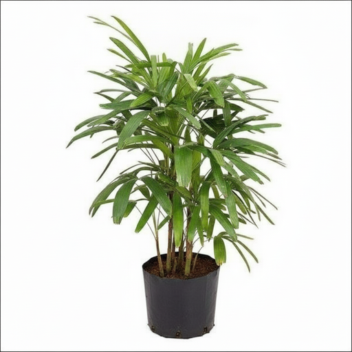 Lady Palm - 8" Pot
