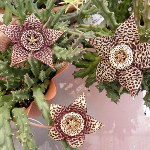 Carrion Flower Variegated - 3" Pot