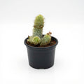 Parodia leninghausii - Cactus - 3" Pot