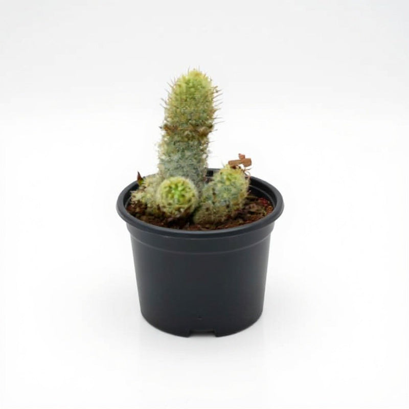 Parodia leninghausii - Cactus - 3" Pot