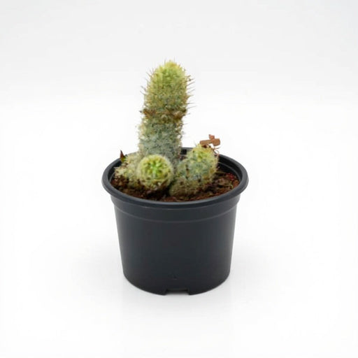 Parodia leninghausii - Cactus - 3" Pot
