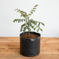 Curry Leaf - 6" Grow bag