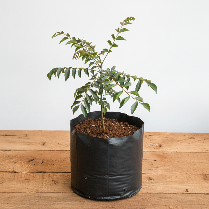 Curry Leaf - 6" Grow bag