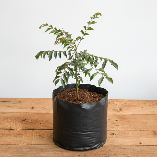 Curry Leaf - 10" Grow bag