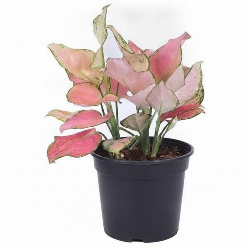 Aglaonema Valentine - 4" Pot