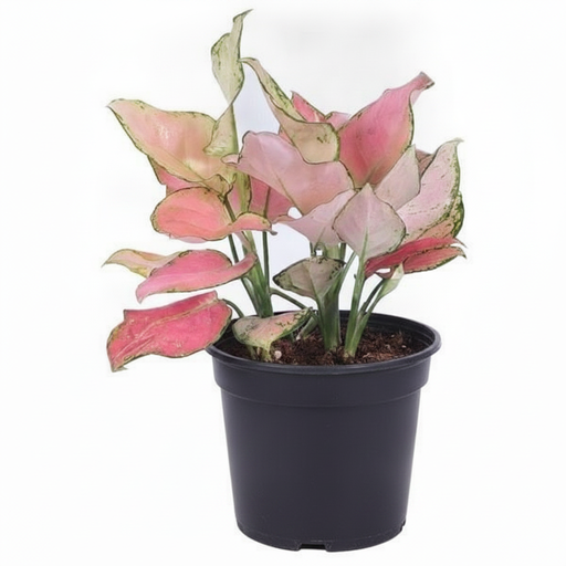 Aglaonema Valentine - 5" Pot