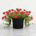 Portulaca 9 O' Clock Red - 6" Grow bag