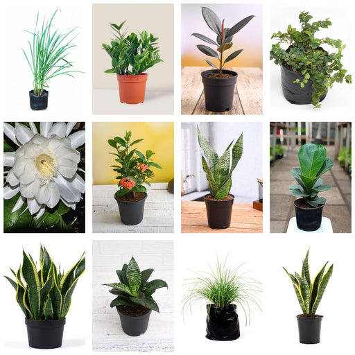 Terrace Starter Dozen - Set of 12 Terrace Garden Plants