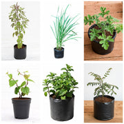 The Kitchen Six - Set of 6 Kitchen Garden Herb Plants