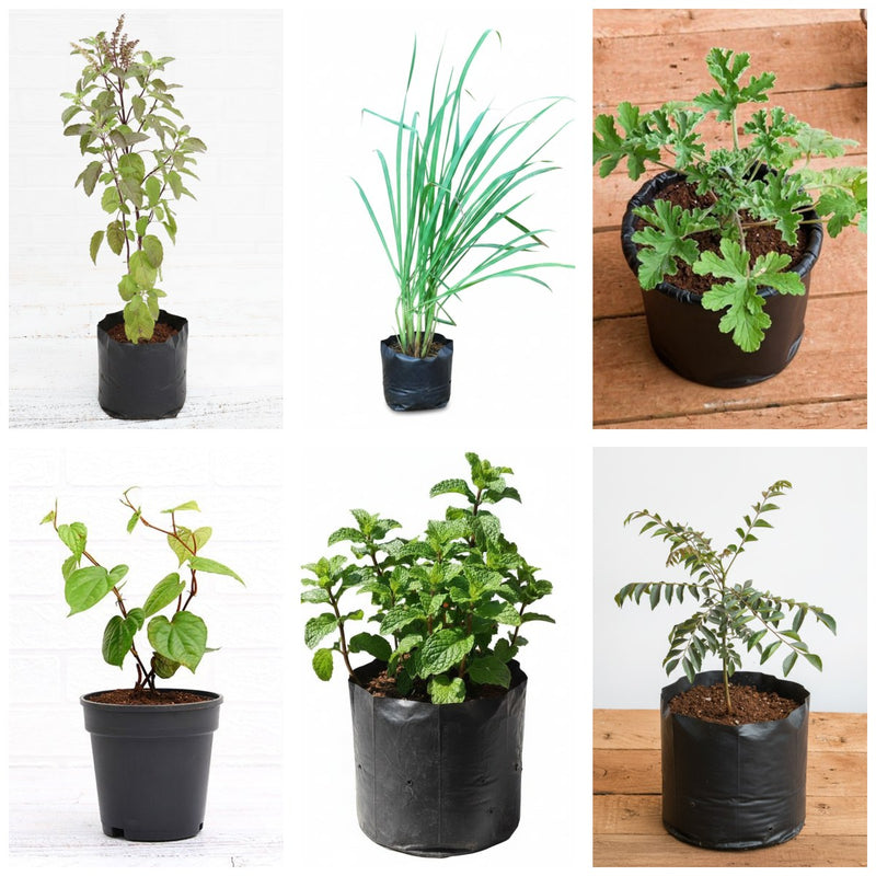 The Kitchen Six - Set of 6 Kitchen Garden Herb Plants