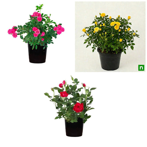 Three Roses - Set of 3 Miniature Rose Plants