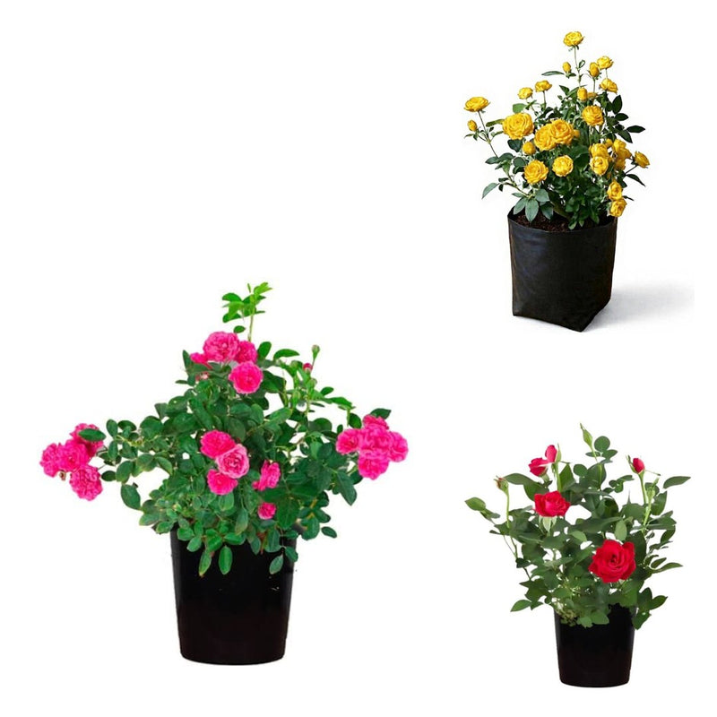 Three Roses - Set of 3 Miniature Rose Plants