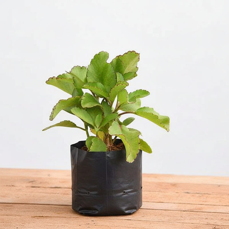 Patharchatta - 6" Grow bag