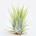 Airt Plant Ionantha Tillandsia ionantha Guatemala (Medium)