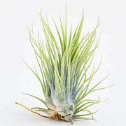 Airt Plant Ionantha Tillandsia ionantha Guatemala (Medium)