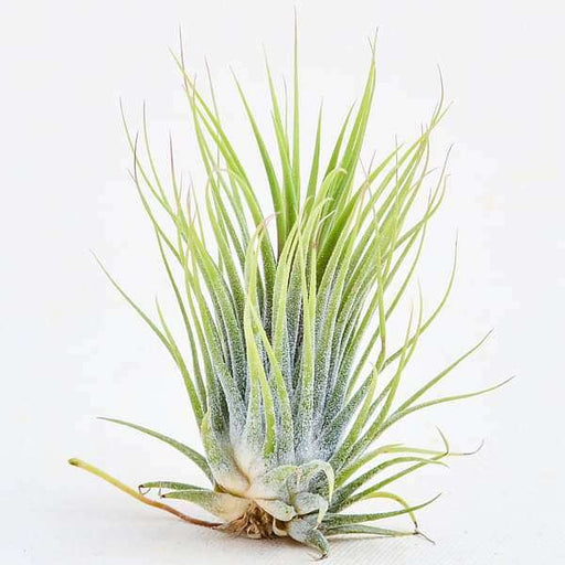 Airt Plant Ionantha Tillandsia ionantha Guatemala (Medium)