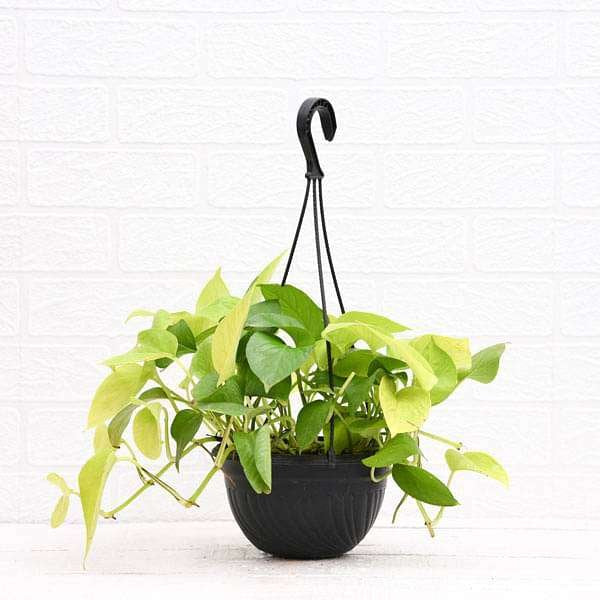 Money Plant Golden - 7" Hanging basket