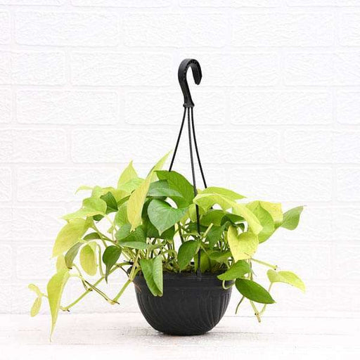 Money Plant Golden - 7" Hanging basket