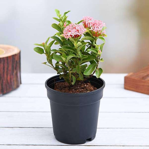 Ixora Mini Dwarf Mixed - 6" Pot