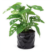 Monstera Adansonii