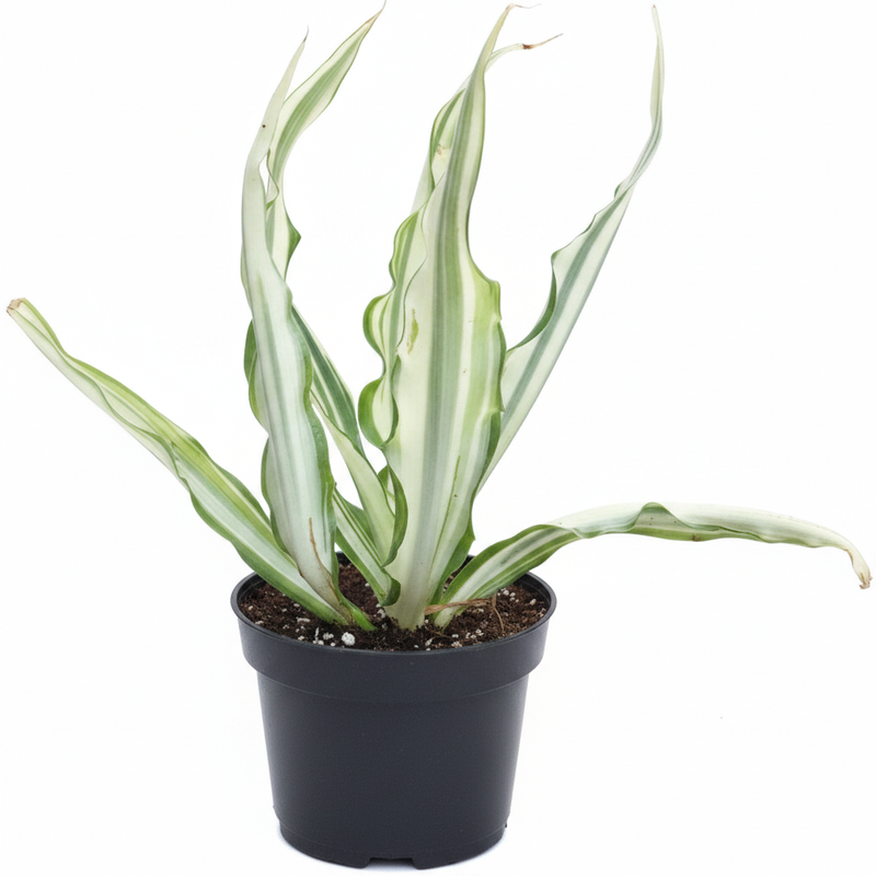Agave - 3" Pot