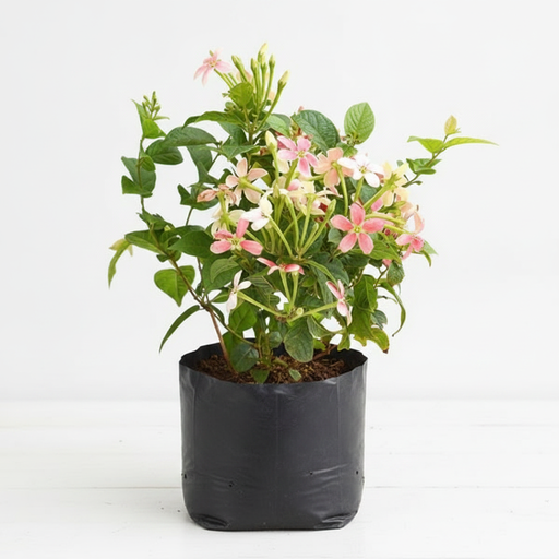 Madhumalti Rangoon Creeper - 10" Grow bag