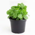 Lemon Balm - 6" Pot