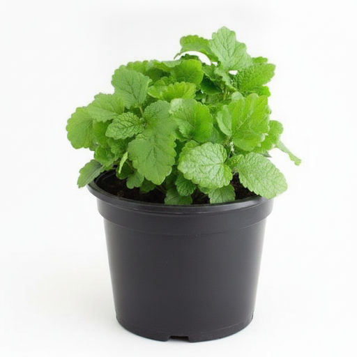 Lemon Balm - 6" Pot